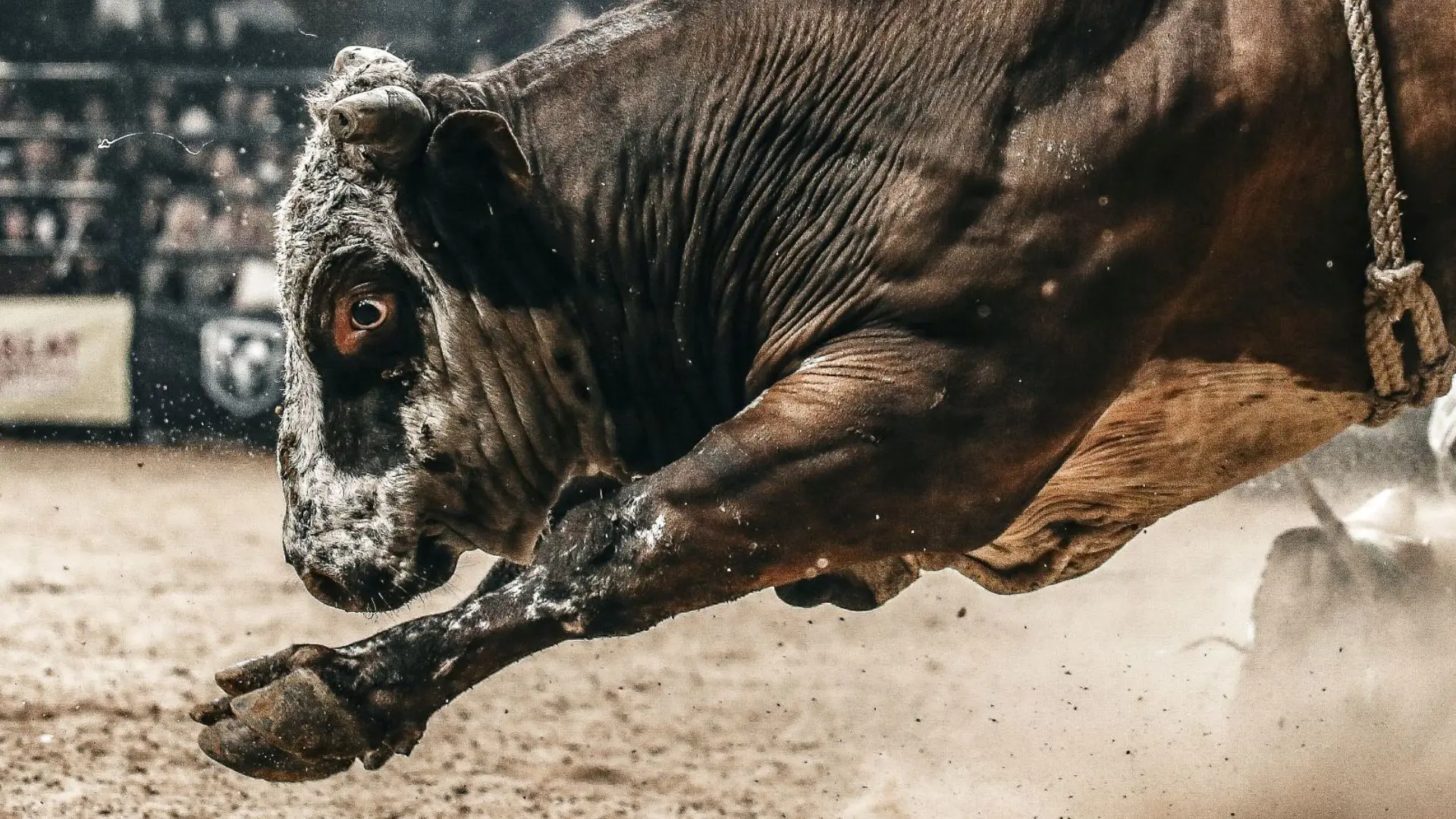 Adelaide Set for PBR Australia’s Long-Awaited Return This Saturday