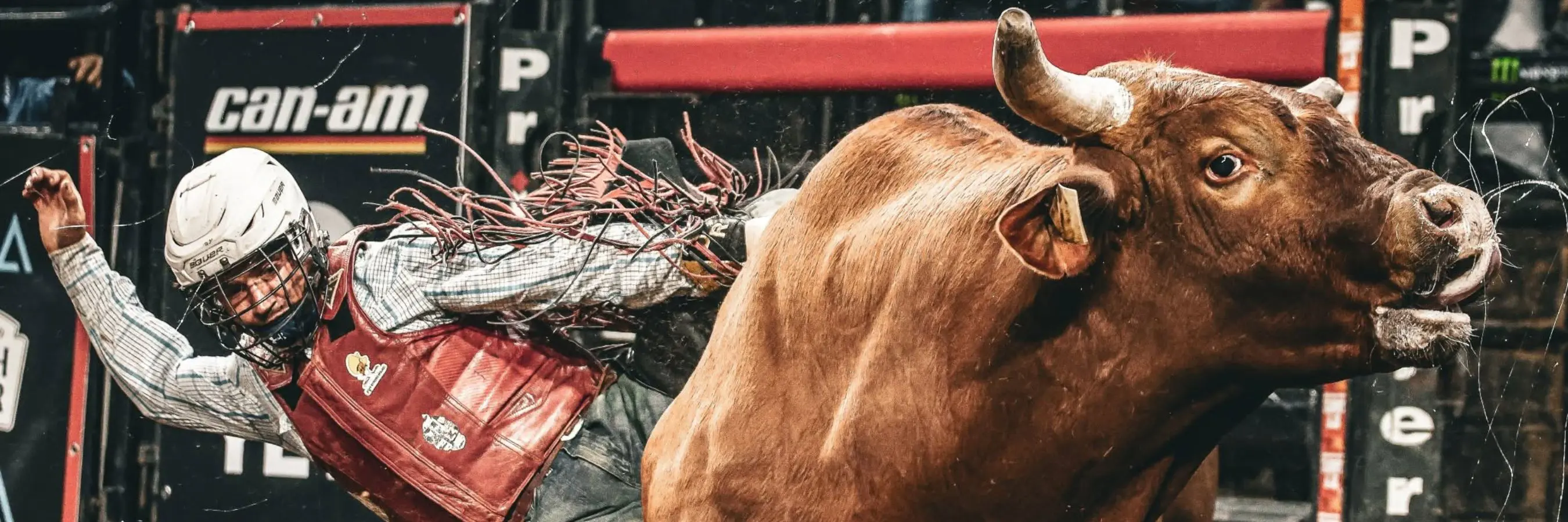 PBR BUCKS INTO CAIRNS